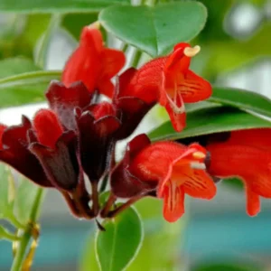 Lipstick Plant Aeschynanthus Flower Vine - Indoor/Outdoor Growing Starter Plant