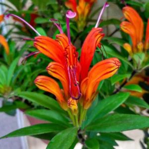 Lipstick Plant Aeschynanthus Flower Vine - Indoor/Outdoor Growing Starter Plant