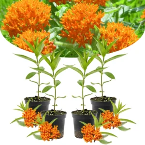 Live Milkweed Plants - Butterfly Asclepias Tuberosa 4-Pack - Garden Blooms