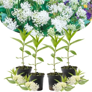 Live Milkweed Plants - Butterfly Asclepias Tuberosa 4-Pack - Garden Blooms