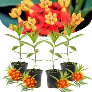 Live Milkweed Plants - Butterfly Asclepias Tuberosa 4-Pack - Garden Blooms