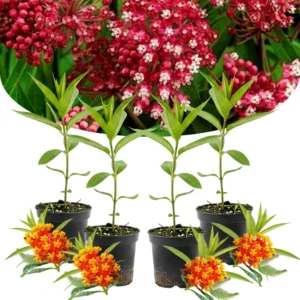 Live Milkweed Plants - Butterfly Asclepias Tuberosa 4-Pack - Garden Blooms