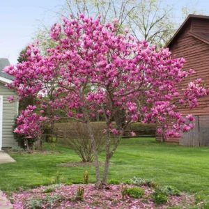Magnolia Tree Flowering Shrub Bush - 2.5'' Pot - Garden Ready