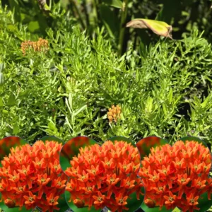 Milkweed Plants Live - Butterfly Attracting Wildflowers 5-9 Inches - No Pot