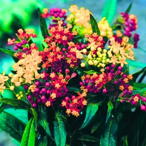 Milkweed Plants Live - Butterfly Attracting Wildflowers 5-9 Inches - No Pot