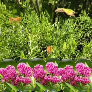 Milkweed Plants Live - Butterfly Attracting Wildflowers 5-9 Inches - No Pot