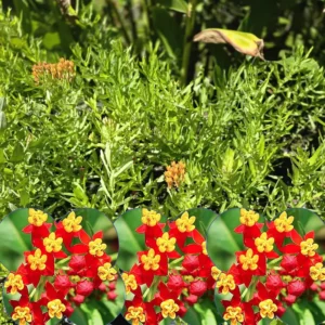 Milkweed Plants Live - Butterfly Attracting Wildflowers 5-9 Inches - No Pot