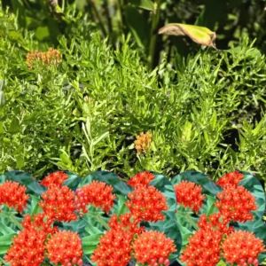 Milkweed Plants Live - Butterfly Attracting Wildflowers 5-9 Inches - No Pot