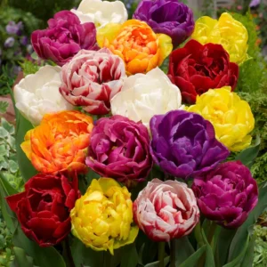 Mixed Color Tulip Bulbs for Planting - 20 Perennial Ready to Grow