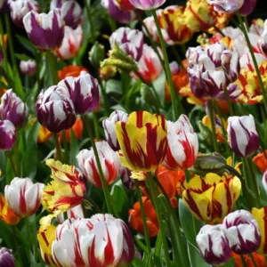 Mixed Color Tulip Bulbs for Planting - 20 Perennial Ready to Grow