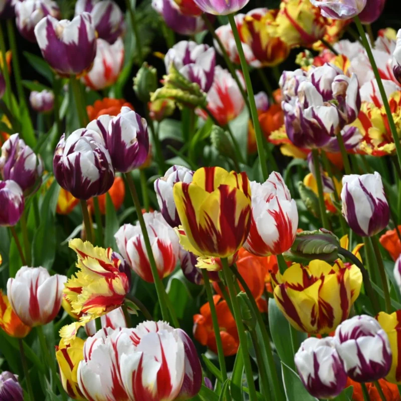 Mixed Color Tulip Bulbs for Planting - 20 Perennial Ready to Grow