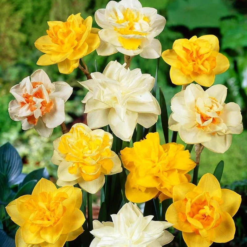 Mixed Daffodil Bulbs - 20 Pack Double Flower Bulbs - Perennial Garden Container
