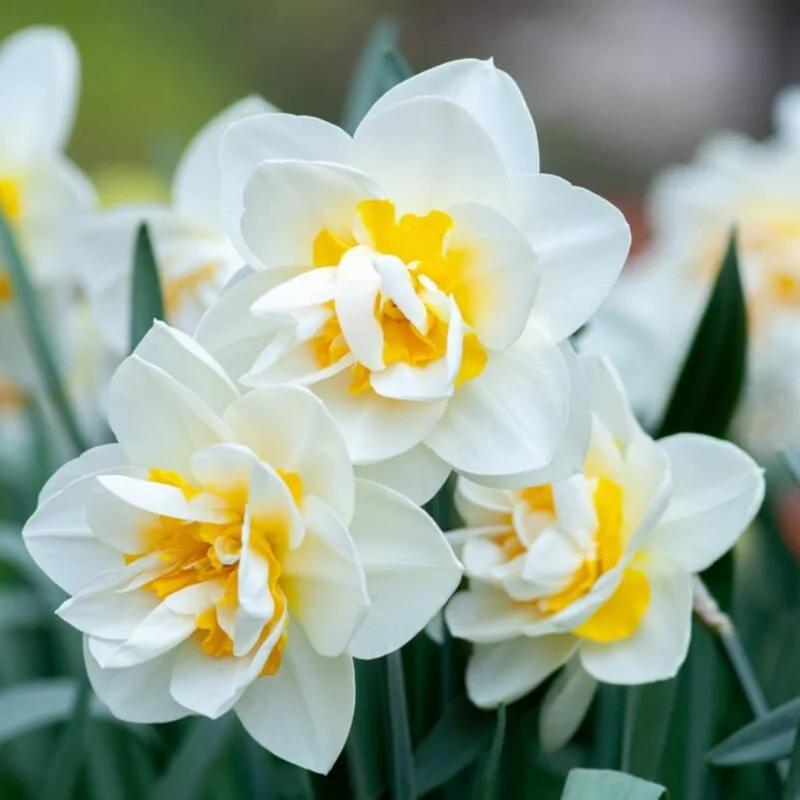 Mixed Daffodil Bulbs - 20 Pack Double Flower Bulbs - Perennial Garden Container