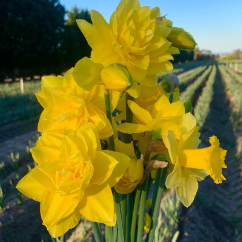 Mixed Daffodil Bulbs - 20 Pack Double Flower Bulbs - Perennial Garden Container