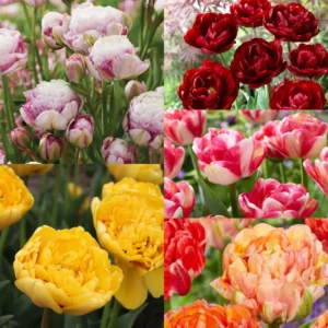 Mixed Tulip Bulbs - 10 Bulbs for Fall Planting - Indoor/Outdoor Garden Ready