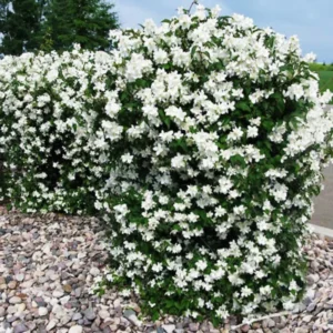 Mock Orange Shrub Live Plant - Fragrant White Flowers - Gallon Pot Starter Size