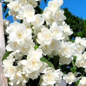 Mock Orange Shrub Live Plant - Fragrant White Flowers - Gallon Pot Starter Size