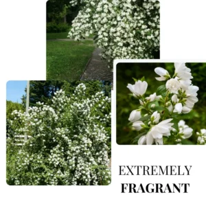 Mock Orange Shrub Live Plant - Fragrant White Flowers - Gallon Pot Starter Size