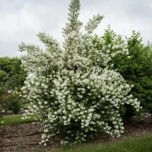 Mock Orange Shrub Live Plant - Fragrant White Flowers - Gallon Pot Starter Size