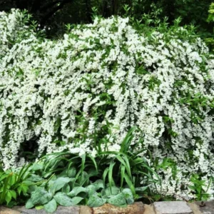 Mock Orange Shrub Live Plant - Fragrant White Flowers - Gallon Pot Starter Size