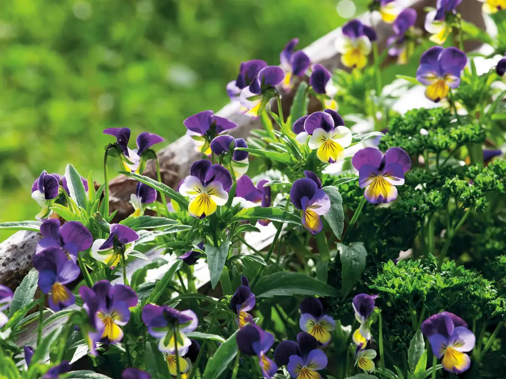 Pansies and Violas