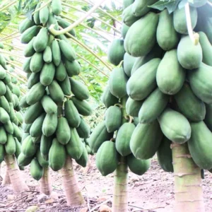 Papaya Plant Live 5-10 Inch - Tropical Fruit Tree for Containers