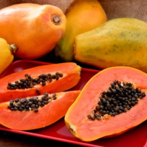 Papaya Plant Live 5-10 Inch - Tropical Fruit Tree for Containers