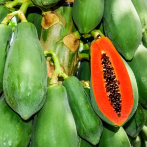 Papaya Tree Live Plant 5-10 Inch Starter Plant - 4 Inch Pot - Tropical Fruit Tree