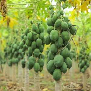 Papaya Tree Live Plant 5-10 Inch Starter Plant - 4 Inch Pot - Tropical Fruit Tree