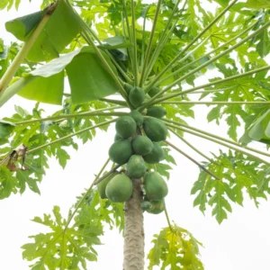 Papaya Tree Live Plant 5-10 Inch Starter Plant - 4 Inch Pot - Tropical Fruit Tree