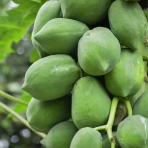 Papaya Tree Live Plant 5-10 Inch Starter Plant - 4 Inch Pot - Tropical Fruit Tree