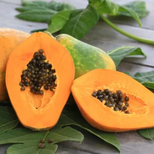 Papaya Tree Live Plant 5-10 Inch Starter Plant - 4 Inch Pot - Tropical Fruit Tree