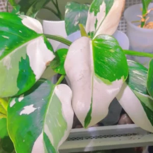 Philodendron Plant Live - Rare Variegated Tropical Houseplant 5-9 Inches