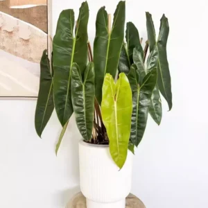 Philodendron Plant Live - Rare Variegated Tropical Houseplant 5-9 Inches