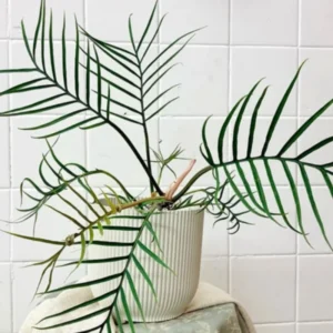 Philodendron Plant Live - Rare Variegated Tropical Houseplant 5-9 Inches