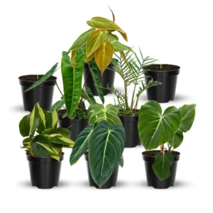 Philodendron Plant Live - Rare Variegated Tropical Houseplant 5-9 Inches