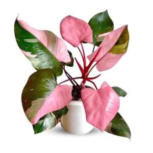 Philodendron Plant Live - Rare Variegated Tropical Houseplant 5-9 Inches