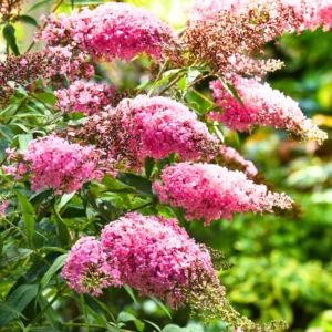 Pink Butterfly Bush Buddleia Plants