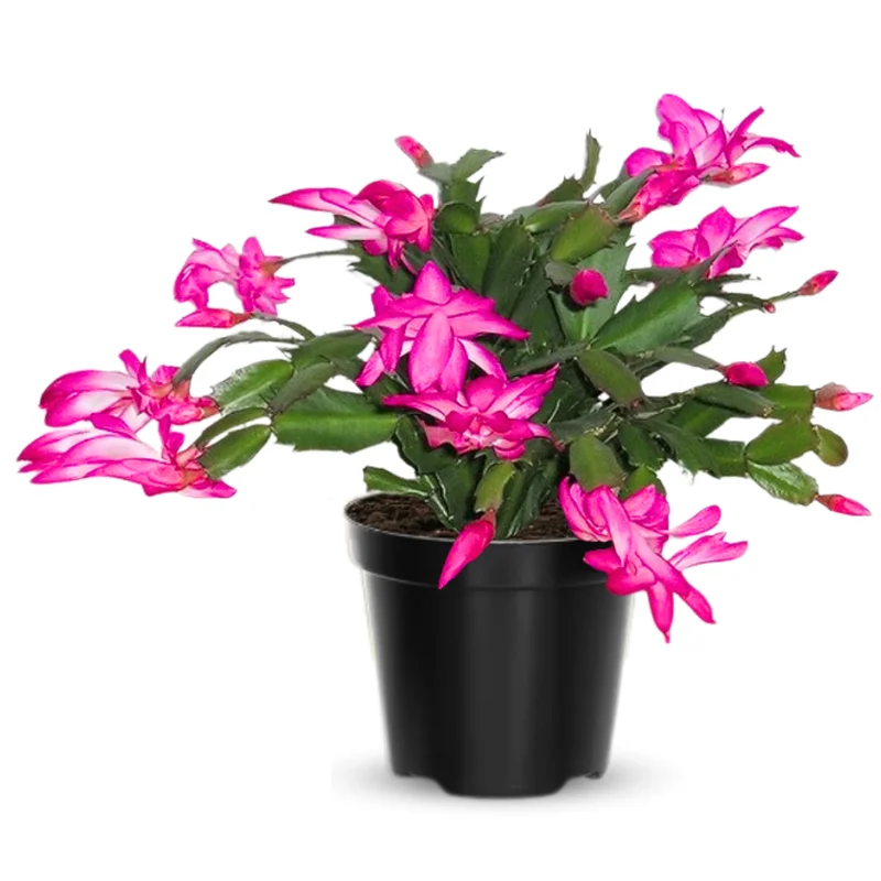 Pink Christmas Cactus Plants