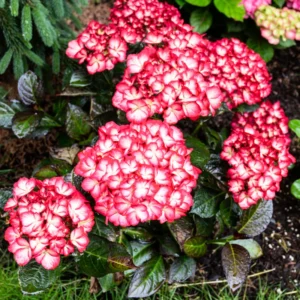 Pink White Hydrangea