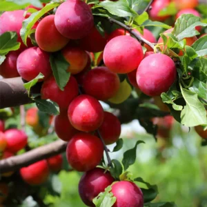 Plum Tree - American Plum Tree, 1 Year Old Fruit Plant, Quart Pot, Grow Indoors/Outdoors