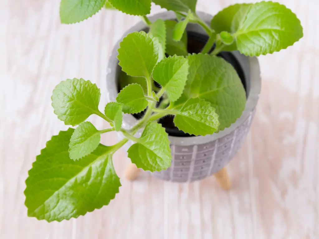 growing Cuban Oregano by stem cuttings