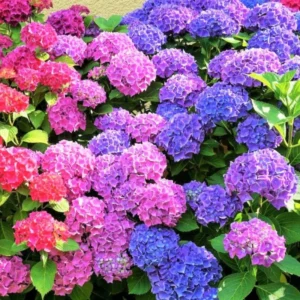 Purple Blue Pink Hydrangea