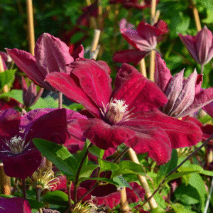 Red Clematis - Flowering Clematis Live Plant - 2.5" Pot - Climbing Vine for Garden Trellis