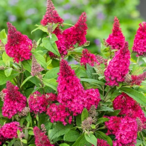 Raspberry Butterfly Bush Buddleia Plants