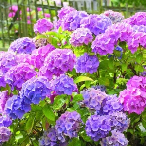 Reblooming Hydrangea Plant - Live Bush Shrub 5-8