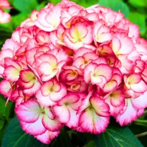 Reblooming Hydrangea Plant - Live Bush Shrub 5-8" Tall - Change Colors Garden Ready