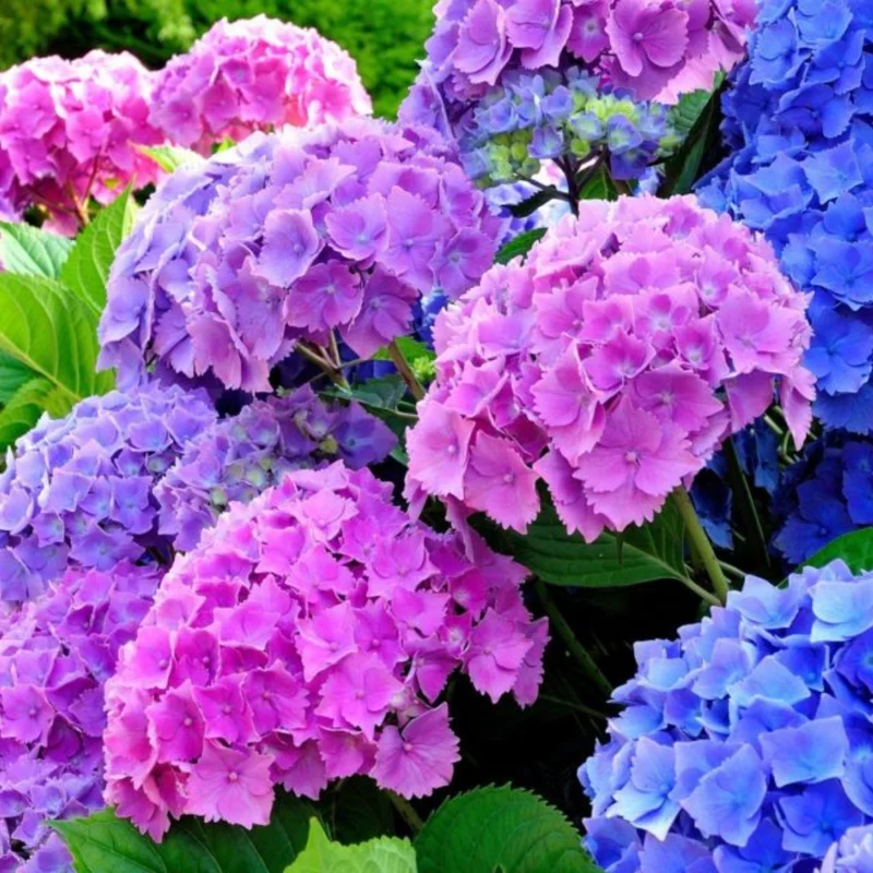 Reblooming Hydrangea Plant - Live Bush Shrub 5-8" Tall - Change Colors Garden Ready