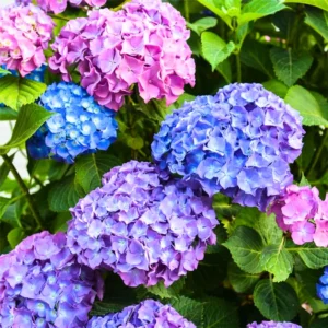 Reblooming Hydrangea Plant - Live Bush Shrub 5-8" Tall - Change Colors Garden Ready