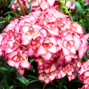 Reblooming Hydrangea Plant - Live Bush Shrub 5-8" Tall - Change Colors Garden Ready